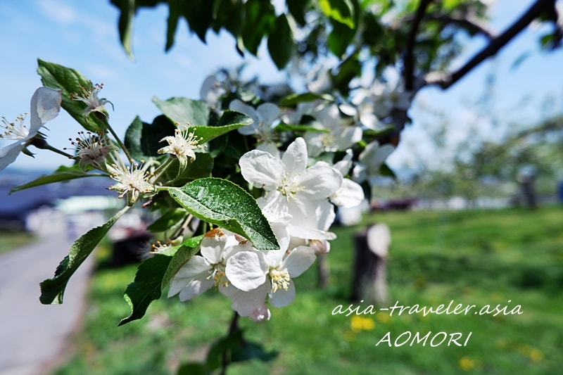 青森　りんごの花